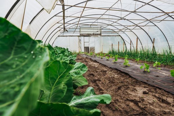Greenhouse Demolition in Wenatchee